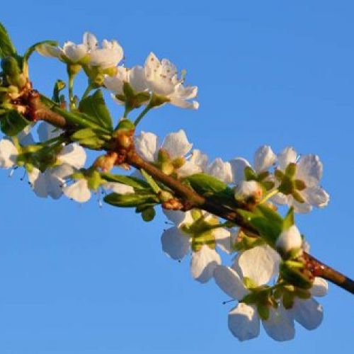 Jardinería Berrocal