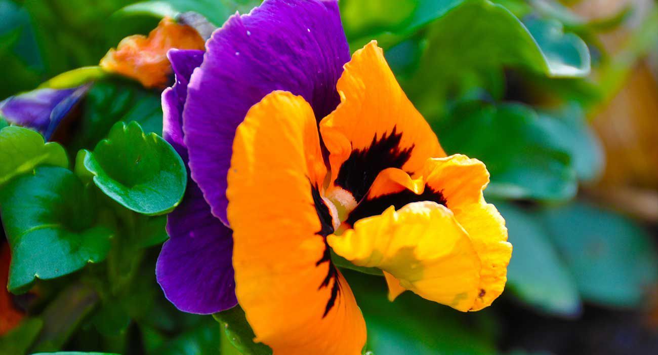 jardineria-berrocal-valladolid.jpeg