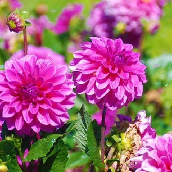 jardinería berrocal