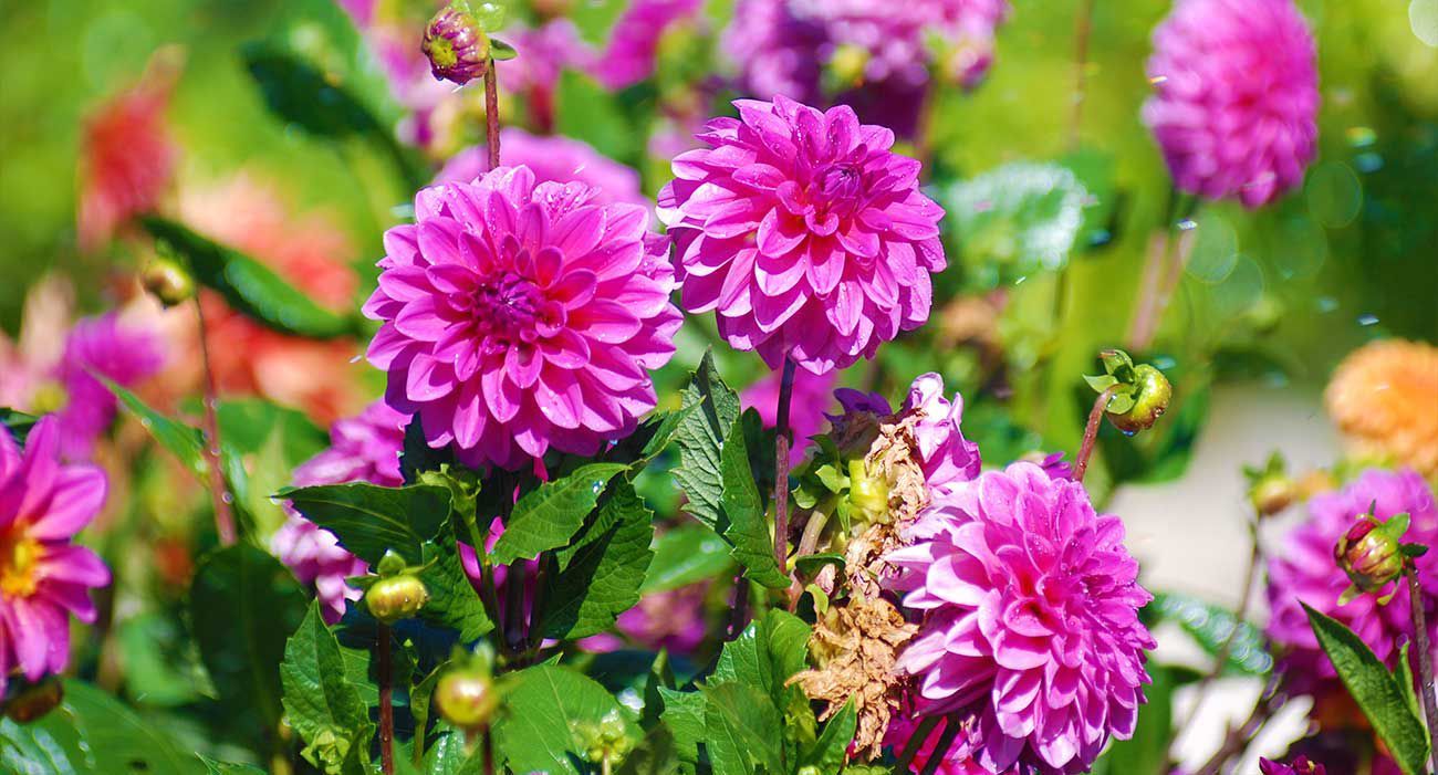 jardineria-berrocal.jpeg