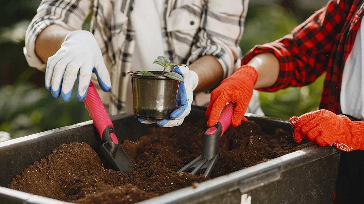 Tratamientos fitosanitarios