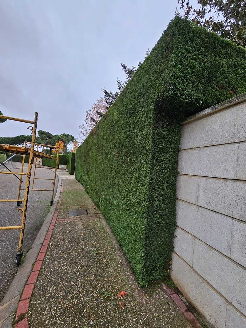 Poda de seto en finca privada