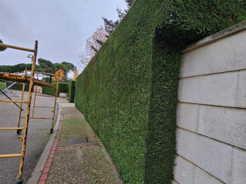 Poda de seto en finca privada