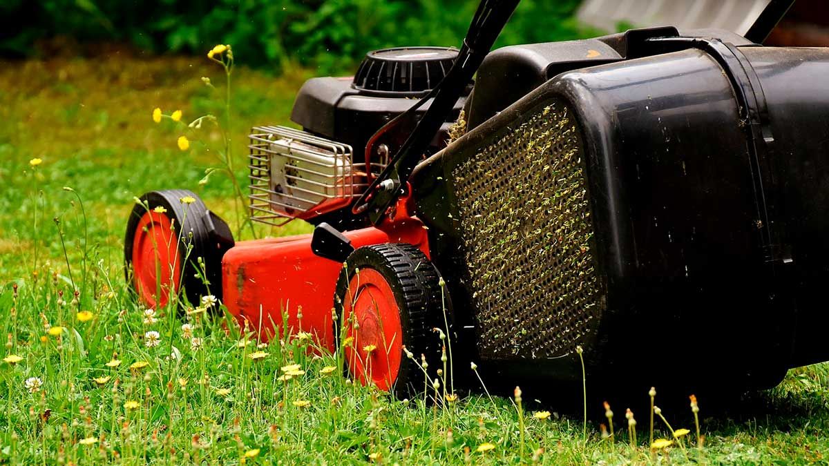Desbroce y limpieza de jardines