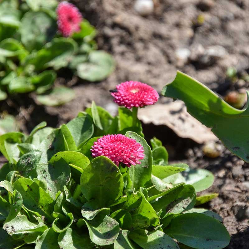 Empresa de jardinería